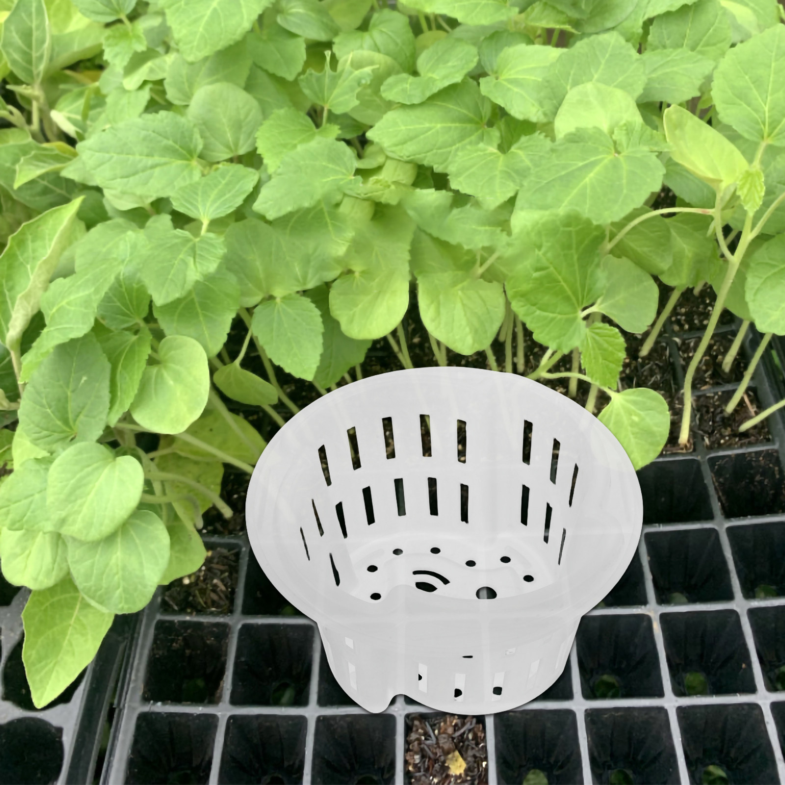 4 Stück Hydrokultur-Pflanzentö – Plant Pot Bewertung und Preis